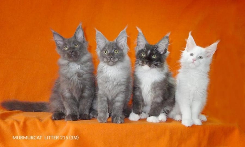 ���� ��� ������ �������� Murmurcat ������